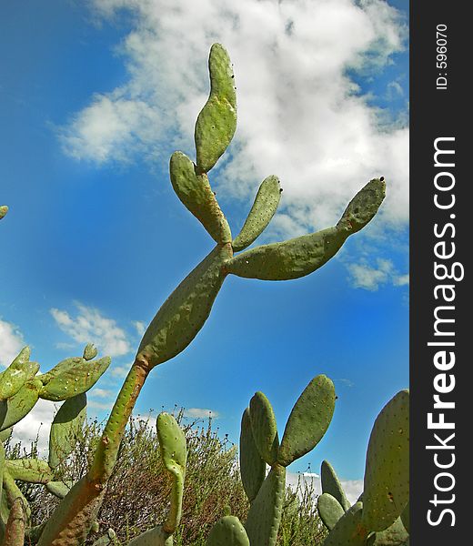 California cactus reaches for the sky. California cactus reaches for the sky