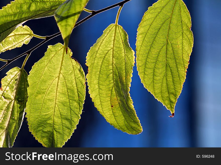 Three leaves backlit, with blue blurred background