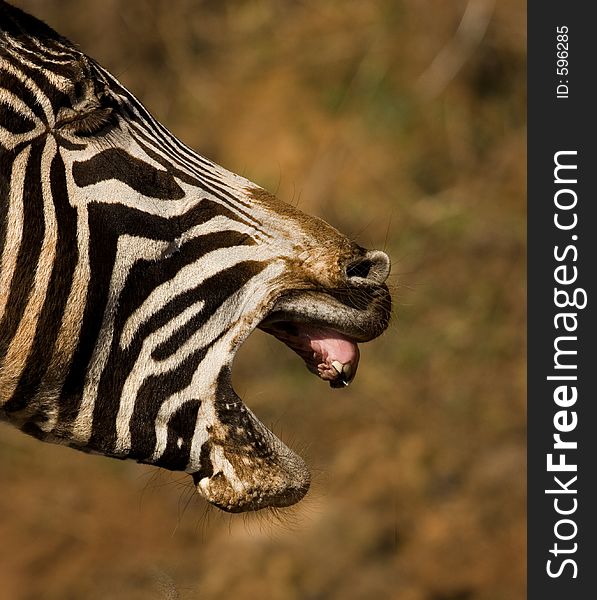 I would swear this Zebra was laughing!. I would swear this Zebra was laughing!