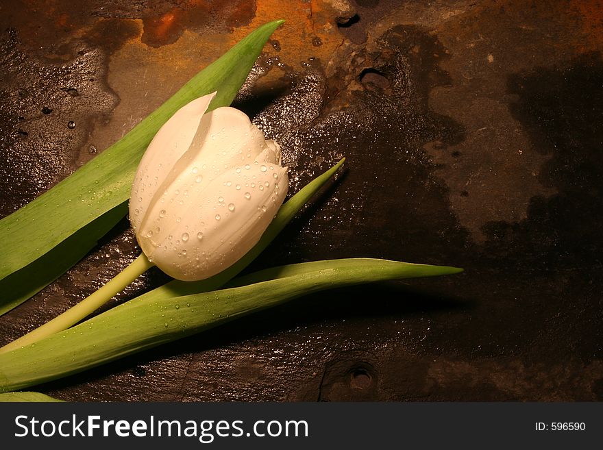 A white tulip resting on a slate bed. A white tulip resting on a slate bed