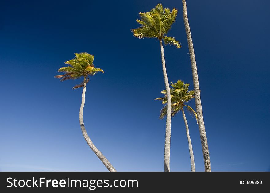 Palm trees in the caribe