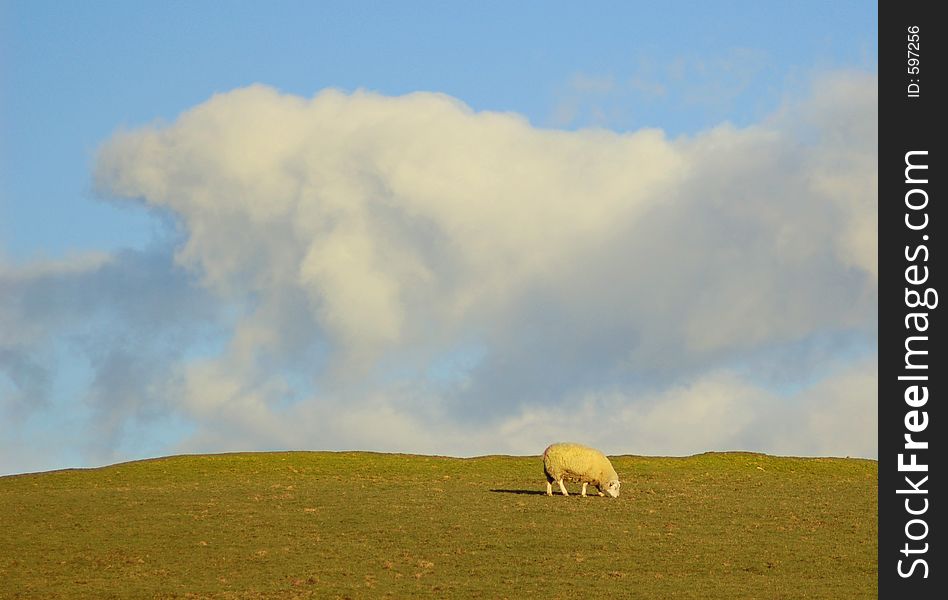 English Landscape... with Grass, blue Sky and a Sheep. English Landscape... with Grass, blue Sky and a Sheep