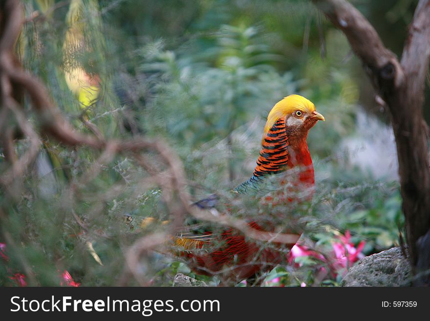 Exotic bird between branches