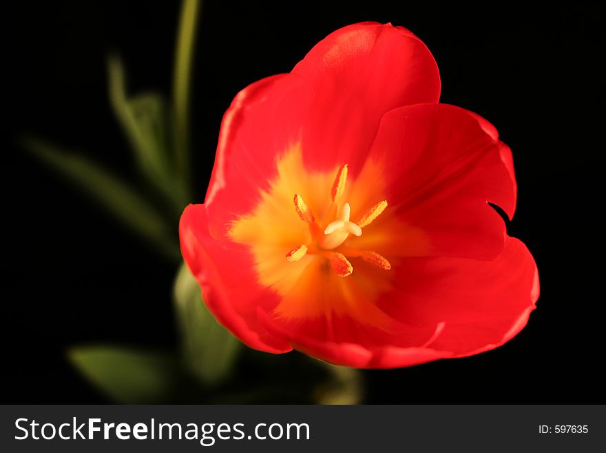 A red and yellow tulip on a black background with shallow depth of field. A red and yellow tulip on a black background with shallow depth of field.