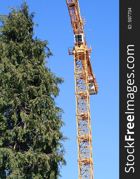 Yellow Crane and Tall Tree