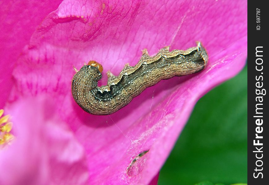 Caterpillar Of Butterfly Orthosia Munda.