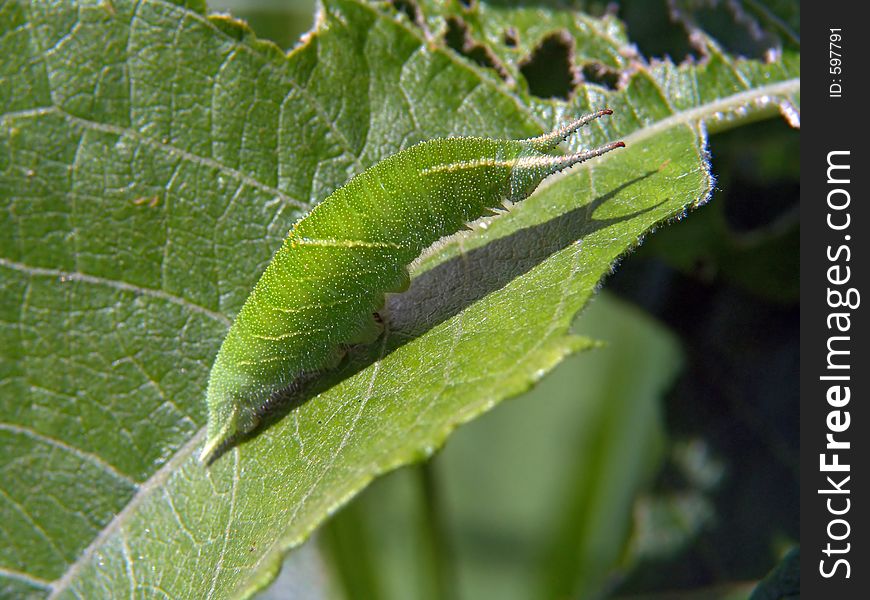 Caterpillar of butterfly Apatura ilia.