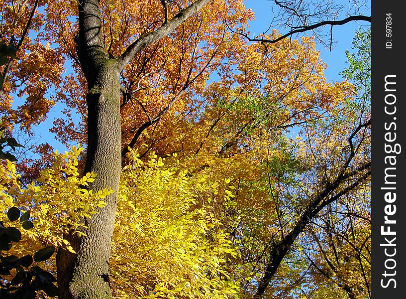 Beautiful and colorful view of some autumn trees. Beautiful and colorful view of some autumn trees.