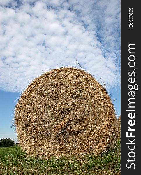 Haycock on the field