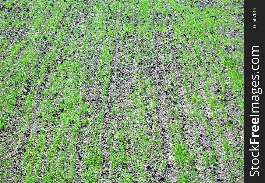 The patterns on a wheat-sown field. The patterns on a wheat-sown field