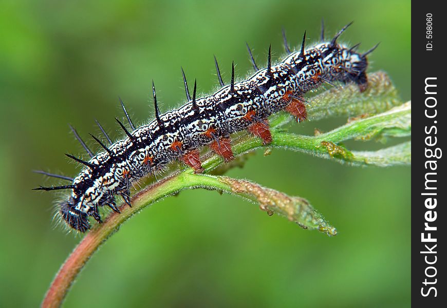 Caterpillar of the butterfly of family Nymphalidae.