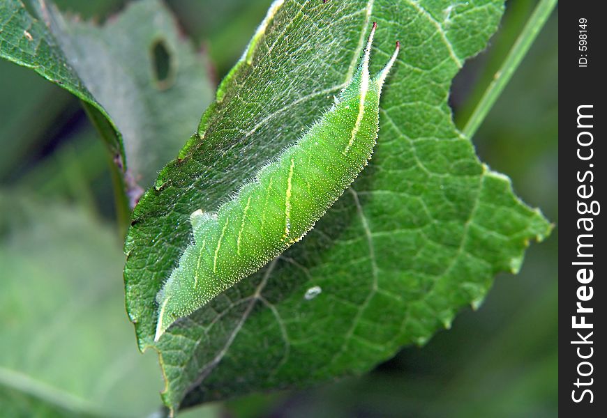 Caterpillar Of Butterfly Apatura Ilia.