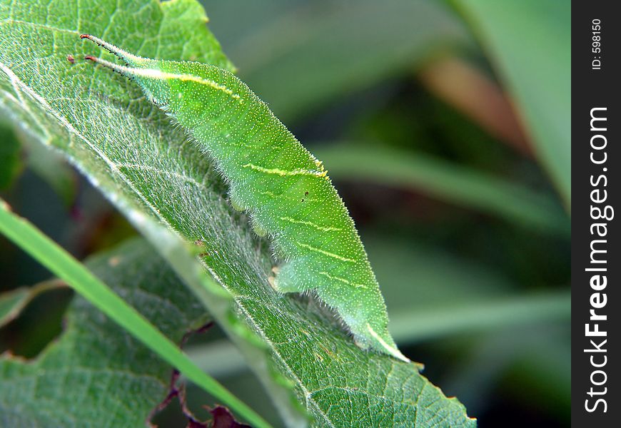 Caterpillar Of Butterfly Apatura Ilia.