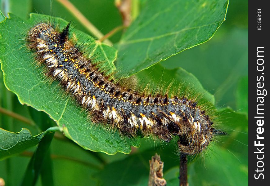 Caterpillar Of Butterfly Euthrix Potatoria.
