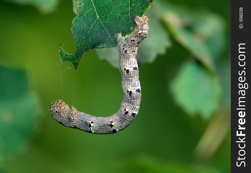 Caterpillar Of Butterfly Lycia Hirtaria.