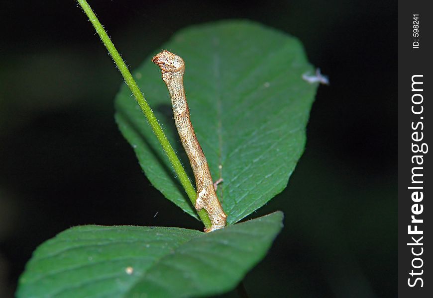 A caterpillar of the butterfly of family Geometridae during movement.. Length of a body about 20 mm. The photo is made in Moscow areas (Russia). Original date/time: 2005:06:26 09:24:06. A caterpillar of the butterfly of family Geometridae during movement.. Length of a body about 20 mm. The photo is made in Moscow areas (Russia). Original date/time: 2005:06:26 09:24:06.