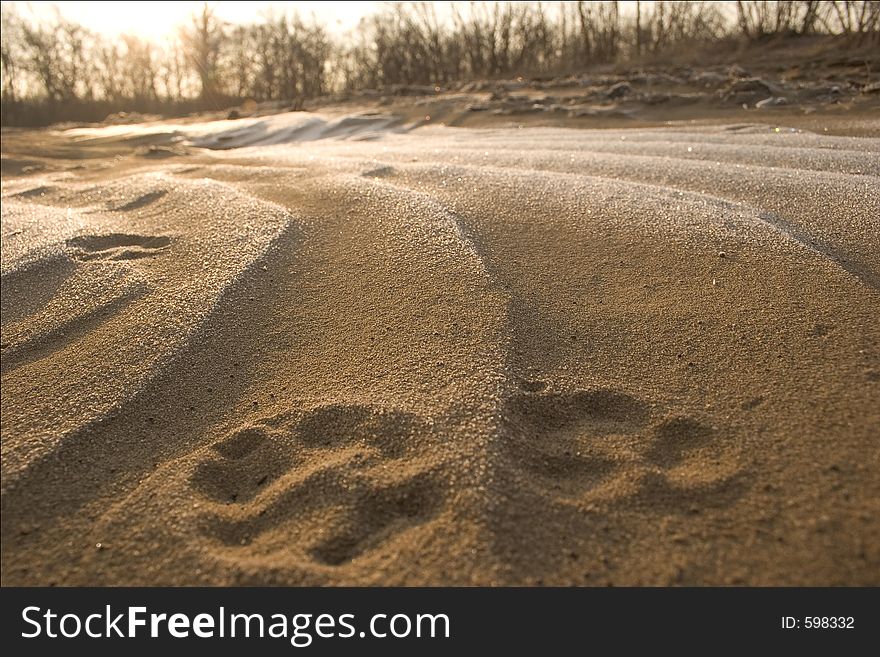 Tracks on the winter sand