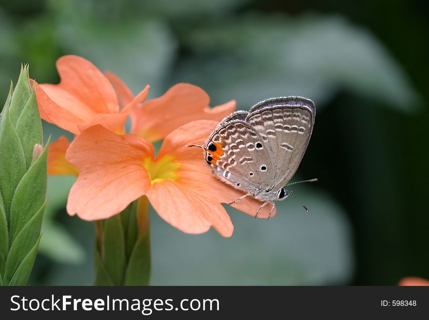 Small skipper butterfly on a Crossandra flower petal. Small skipper butterfly on a Crossandra flower petal