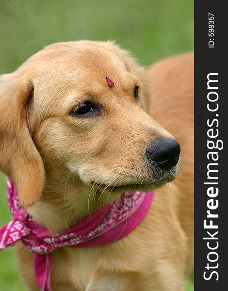 A young golden retriever with a forehead sticker and scarf. A young golden retriever with a forehead sticker and scarf