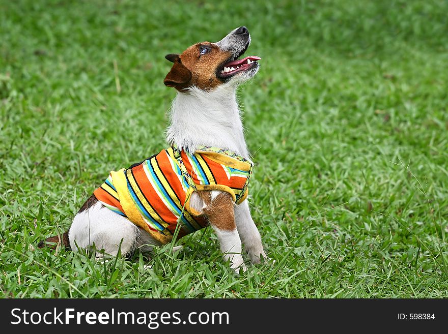 Jack Russell terrier in striped suit sitting and looking upwards at something. Jack Russell terrier in striped suit sitting and looking upwards at something