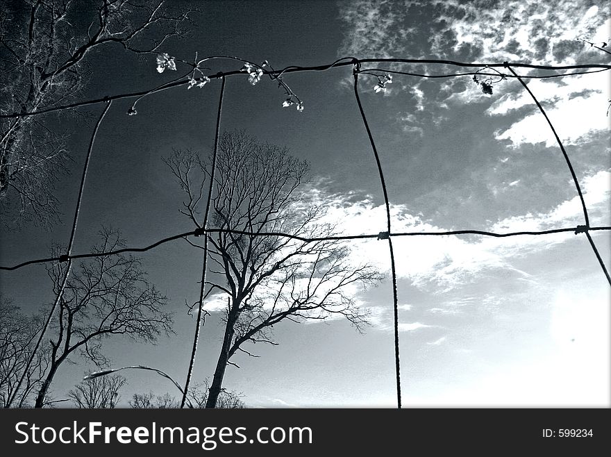 Winter trees through the grating