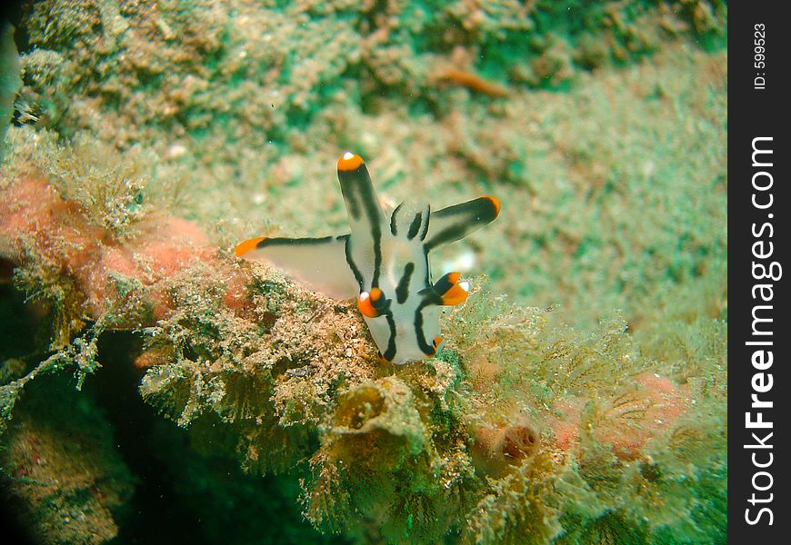 Stunning Macro taken in East Timor of a Nudibrnch eating soft coral. Stunning Macro taken in East Timor of a Nudibrnch eating soft coral.