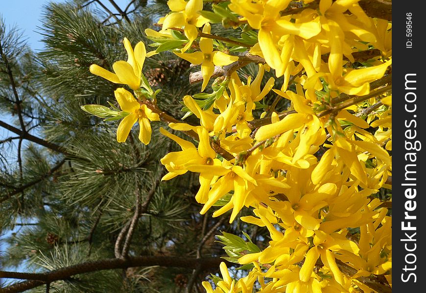 Yellow spring flowers and fir in the background