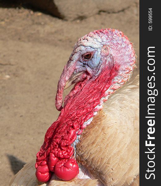 Turkey on the farm. Turkey on the farm