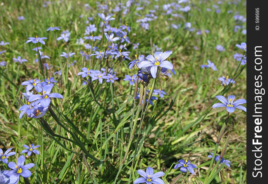 Purple Flowers in a field. Purple Flowers in a field