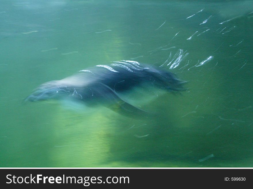 Penguin under water. Penguin under water