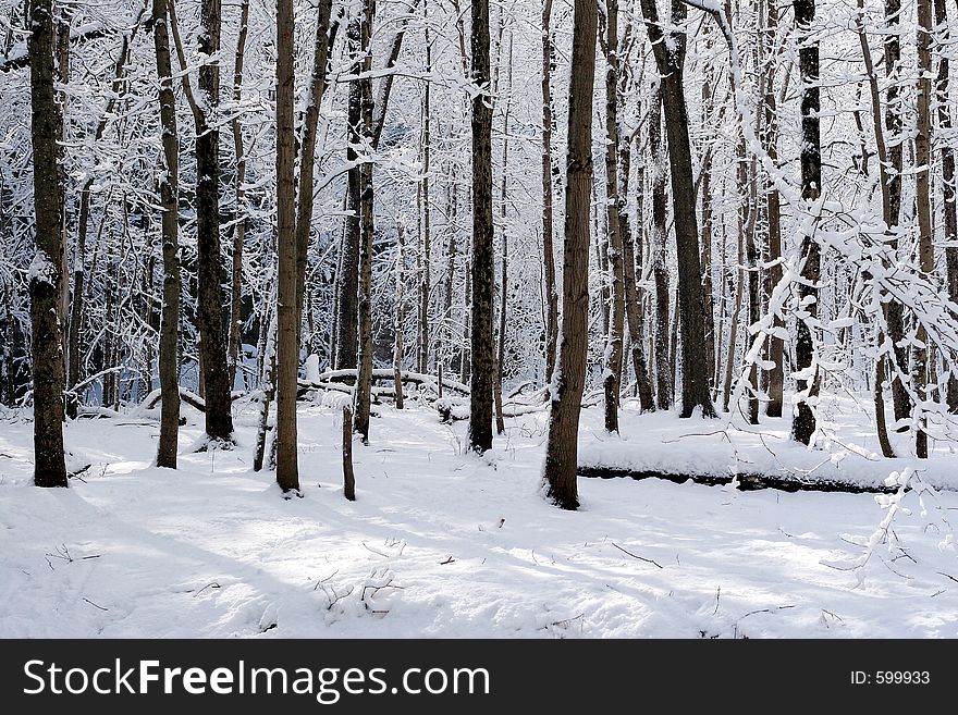 Winter trees. Winter trees
