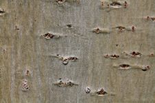 Bark Texture, Macro Nature Image Background Royalty Free Stock Photography
