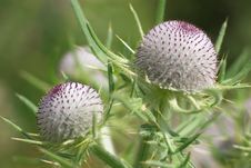 Burdock Flower Royalty Free Stock Photography Burdock Flower Royalty Free Stock Photography