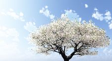 Blossoming Royalty Free Stock Image Blossoming Royalty Free Stock Image
