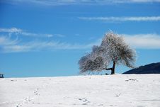 Lonely Tree In Winter Royalty Free Stock Photos