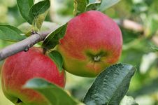 Red Apples Royalty Free Stock Images