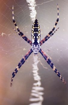 Spider Royalty Free Stock Photo Spider Royalty Free Stock Photo