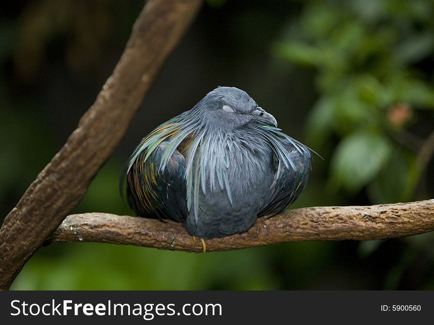 Image of the bird sleeping