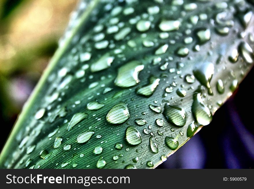 Water droplets on a green tropical plant. Water droplets on a green tropical plant
