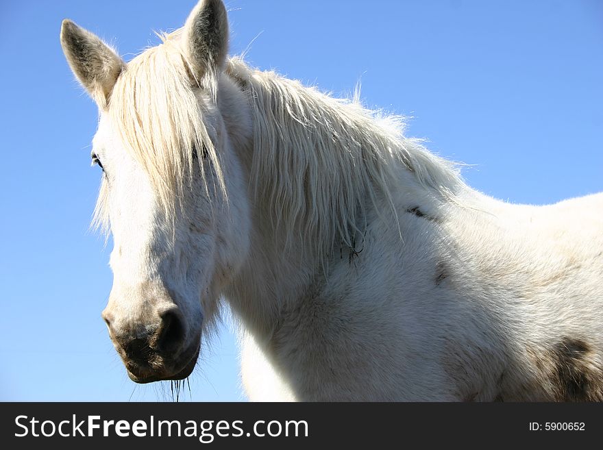 A large white horse against a clear blue sky.