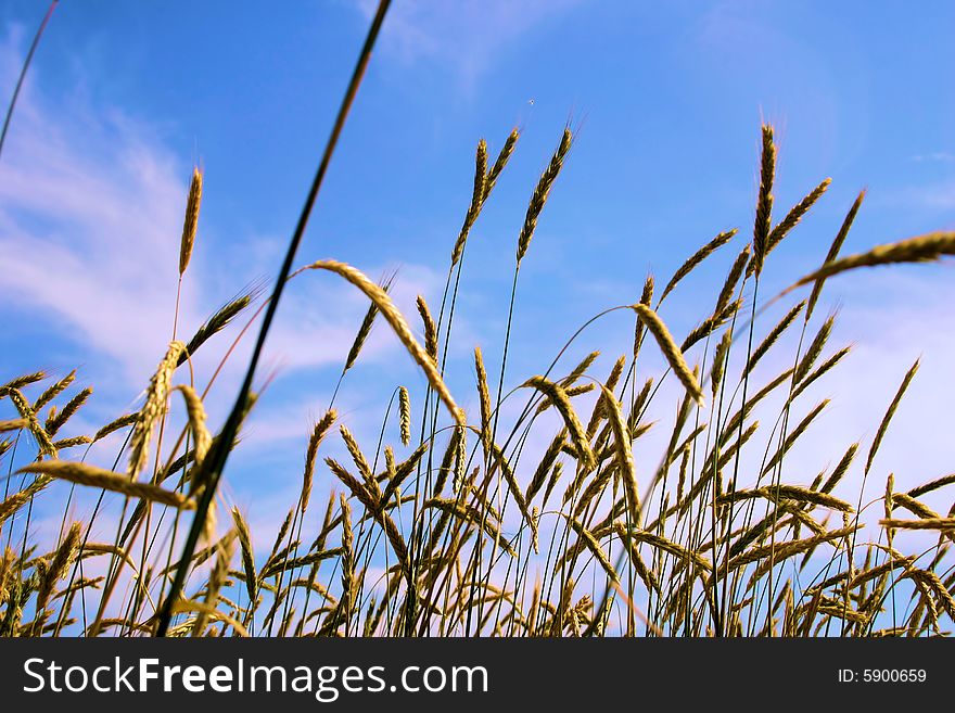 A lush wheat field flowing against a blue sky