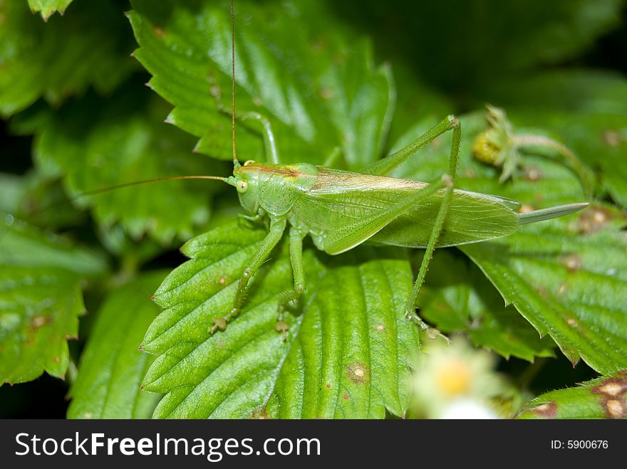 Closeup of grasshopper sitting on the leaves