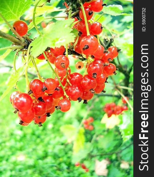 Clusters of a red currant on a bush in a garden. Clusters of a red currant on a bush in a garden