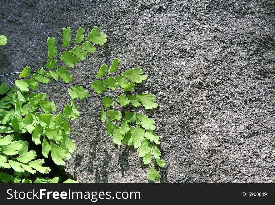 Fern plant growing in front of a rock. Fern plant growing in front of a rock.