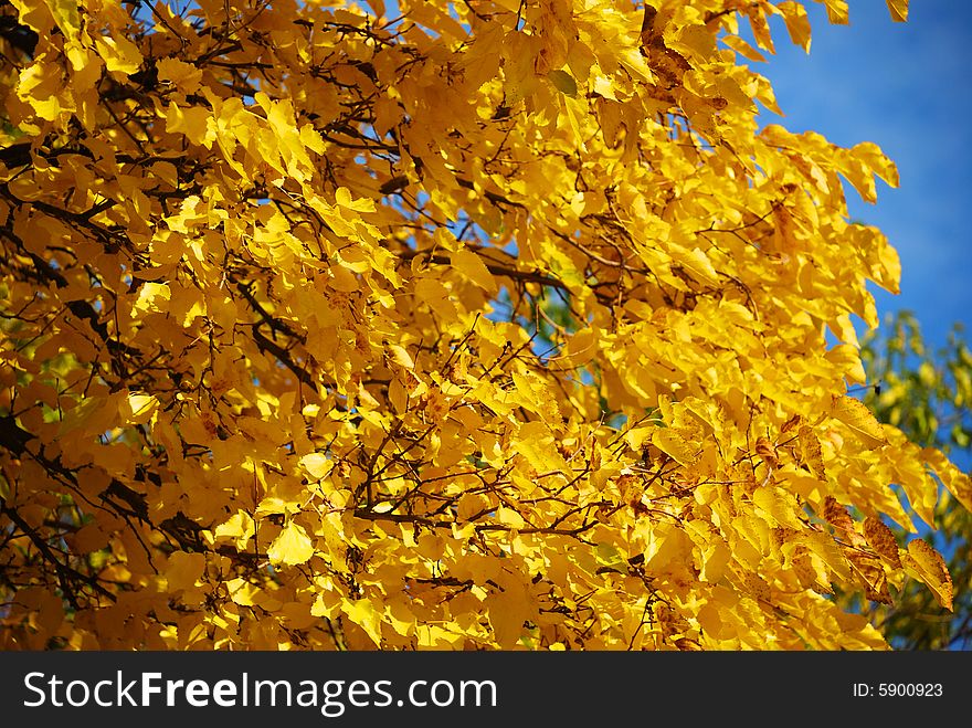 Autumn tree over blue sky