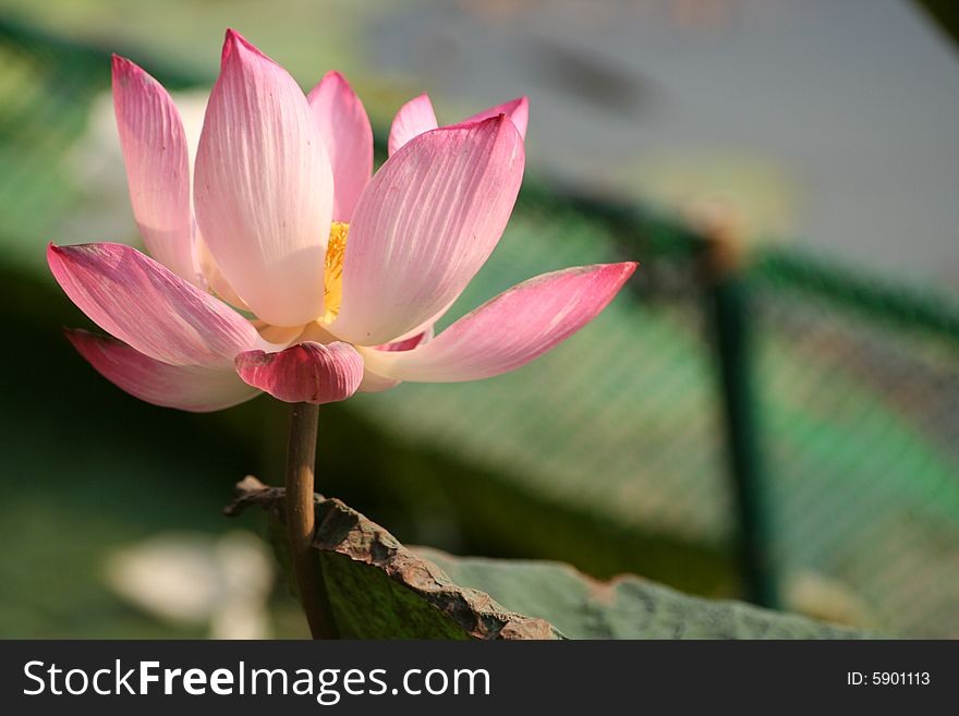 Blooming lotus in a pool