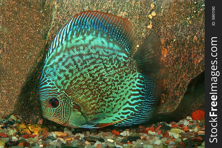 Exotic fish over the stone background