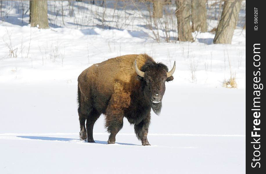 Great bison. Russian nature, wilderness world.