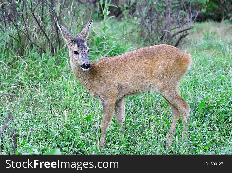Roe deer. Russian nature, wilderness world.