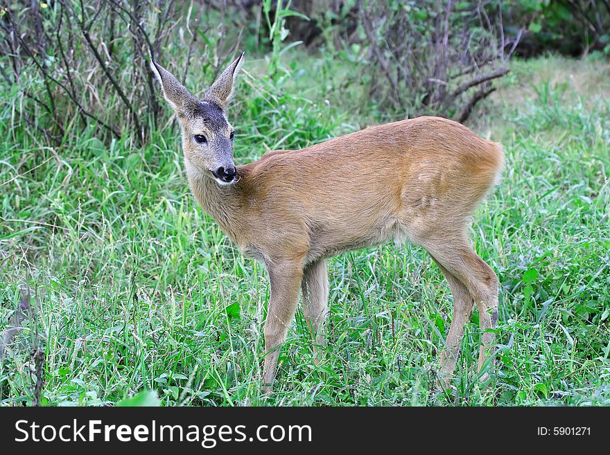 Roe Deer.